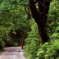 Cover FB  Kylemore Wood Road, County Galway, Ireland