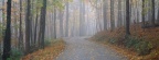 Cover FB  Morning Fog, Percy Warner Park, Nashville, Tennessee