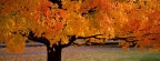 Cover FB  An Autumn Beauty