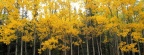 Cover FB  Aspen and Birch, Denali National Park, Alaska