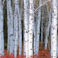 Cover FB  Aspen Forest, Wasatch Mountains, Utah