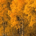 Cover FB  Aspen Trees, Montana