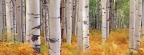 Cover FB  Aspens, Gunnison National Forest, Colorado