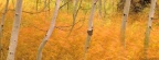 Cover FB  Aspens and Windblown Grasses, Idaho