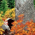 Cover FB  Autumn at Heather Meadows, North Cascades, Washington