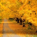 Cover FB  Autumn Covered Road