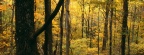 Cover FB  Autumn Forest, Great Smoky Mountains National Park, Tennessee