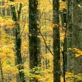 Cover FB  Autumn Forest, Great Smoky Mountains National Park, Tennessee01