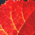 Cover FB  Autumn Leaf in Vineyards