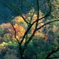 Cover FB  Autumn Light, Great Smoky Mountains, Tennessee
