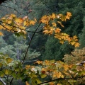 Cover FB  Autumn Maple Great, Smoky Mountains, Tennessee