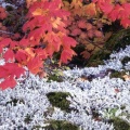 Cover FB  Autumn Vine Maple and Lichens