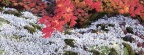 Cover FB  Autumn Vine Maple and Lichens