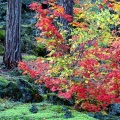 Cover FB  McKenzie Lava Fields, Willamette National Forest, Oregon