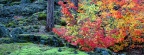 Cover FB  McKenzie Lava Fields, Willamette National Forest, Oregon