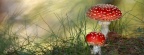 Cover FB  nature polka mushrooms Fliegenpilz wds 