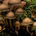 Cover FB  nature shroom group wds 