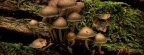 Cover FB  nature shroom group wds 