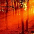 Cover FB  nature foret sombre