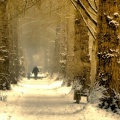 beautiful tree alley winter-cover-815x315