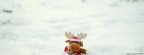 toy moose-cover-815x315
