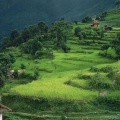 Cover FB  Num Village