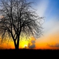 Tree Sunset Cover FB
