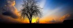 Tree Sunset Cover FB