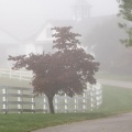 Cover FB  Manchester Horse Farm on a Foggy Morning, Lexington, Kentucky