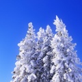 Cover FB  nature neige arbres