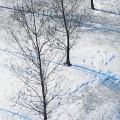 Cover FB  Snow-trees-arbre-cover