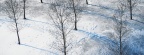 Cover FB  Snow-trees-arbre-cover