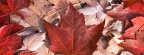 Cover FB  Canadian Fall, VanDusen Gardens, Vancouver, British Columbia