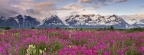 Cover FB  Fields of Vetch, Alsek River Valley, British Columbia, Canada