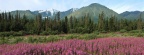 Cover FB  Fireweed, Kluane National Park, Canada