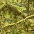 Cover FB  Old Growth Rainforest, Pacific Rim National Park, Vancouver Island, British Columbia, Canada