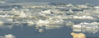 Cover FB  Polar Bear Crossing the Hudson Bay, Churchill, Manitoba, Canada