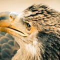 3_year_old_bald_eagle-851x315-Cover_FB.jpg
