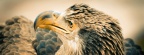 3_year_old_bald_eagle-851x315-Cover_FB.jpg