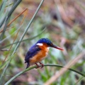 baby kingfisher-Facebook Cover