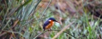 baby kingfisher-Facebook Cover