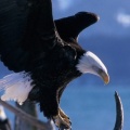 beautiful eagle Facebook Cover