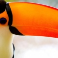 caribbean toucan-Facebook Cover