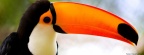 caribbean toucan-Facebook Cover