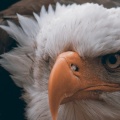 fierce_eagle-Facebook_Cover.jpg