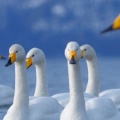 flock of swans-Facebook Cover