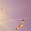 flying seagulls-Facebook Cover