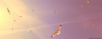 flying seagulls-Facebook Cover