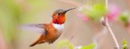 hummingbirds-Facebook Cover