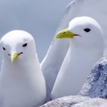 kittiwakes-Facebook Cover